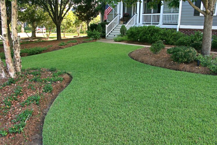 Photo of empire grass